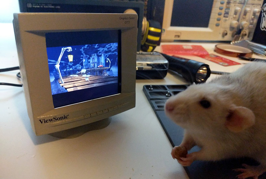 Rats, rats, we're the rats